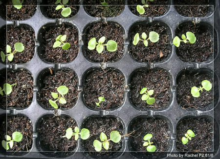 [�ܼ�]�aRachelҲ��ʼ�ﲥ���֡�����ͼƬ�ˣ�