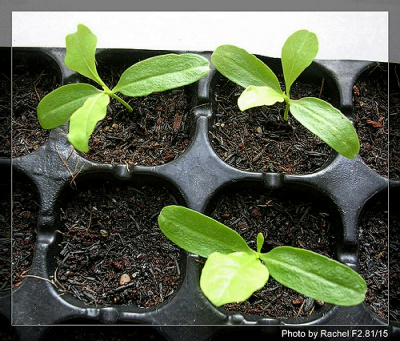 [�ܼ�]�aRachelҲ��ʼ�ﲥ���֡�����ͼƬ�ˣ�