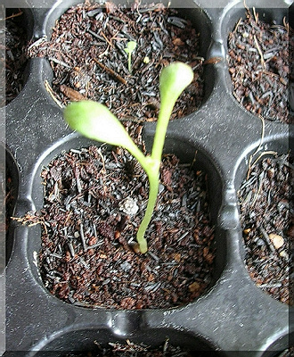 [�ܼ�]�aRachelҲ��ʼ�ﲥ���֡�����ͼƬ�ˣ�