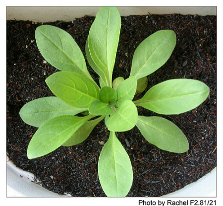 [�ܼ�]�aRachelҲ��ʼ�ﲥ���֡�����ͼƬ�ˣ�