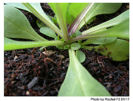 [�ܼ�]�aRachelҲ��ʼ�ﲥ���֡�����ͼƬ�ˣ�