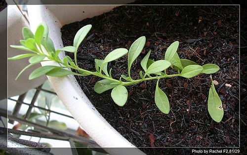 [�ܼ�]�aRachelҲ��ʼ�ﲥ���֡���P8���£�