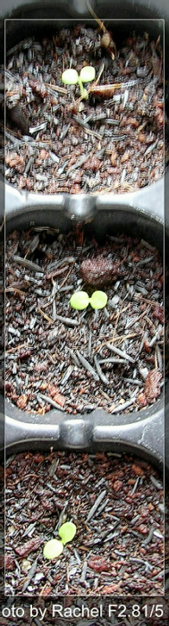 [�ܼ�]�aRachelҲ��ʼ�ﲥ���֡���P8���£�