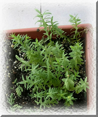 [�ܼ�]�aRachelҲ��ʼ�ﲥ���֡���P8���£�