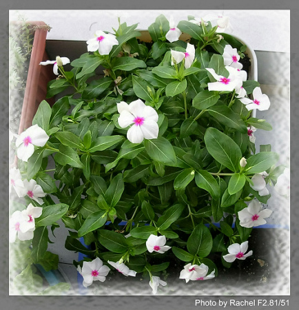 [�ܼ�]�aRachelҲ��ʼ�ﲥ���֡���P8���£�