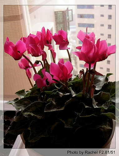 [�ܼ�]�aRachelҲ��ʼ�ﲥ���֡���P8���£�