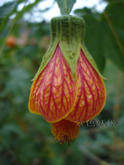 ����С�μ�