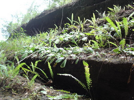 ����С�μ�