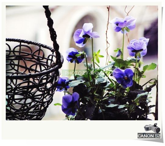 ���������Ǽ��еľӼ�ֲ������~ ������