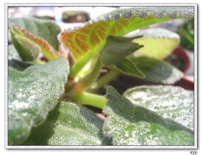 K��������ͩ�л���������