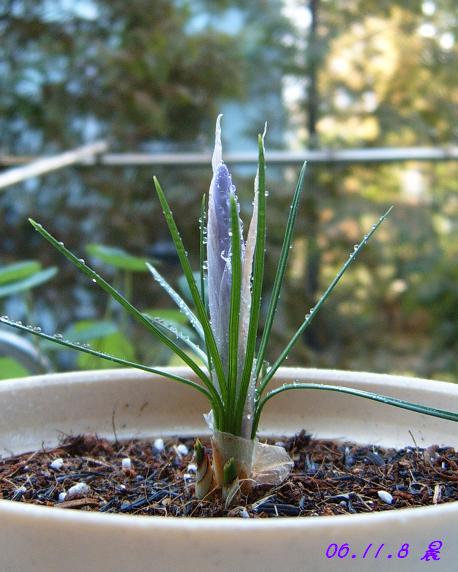 [��ͼ]��ѿ�����ǡ���P8��ֵĺ컨&��ѿ������