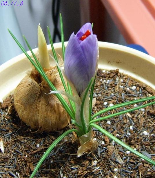 [��ͼ]��ѿ�����ǡ���P8��ֵĺ컨&��ѿ������