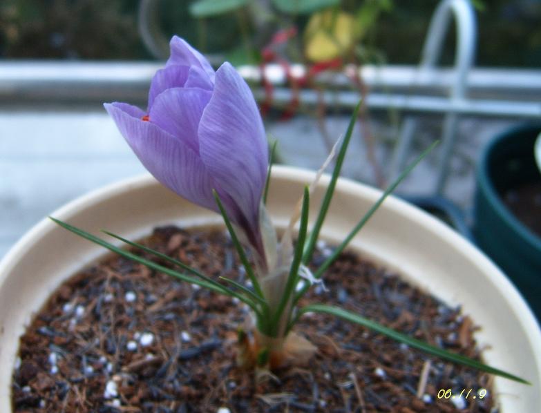 [��ͼ]���ǵ���������뿪�Ĳغ컨P10