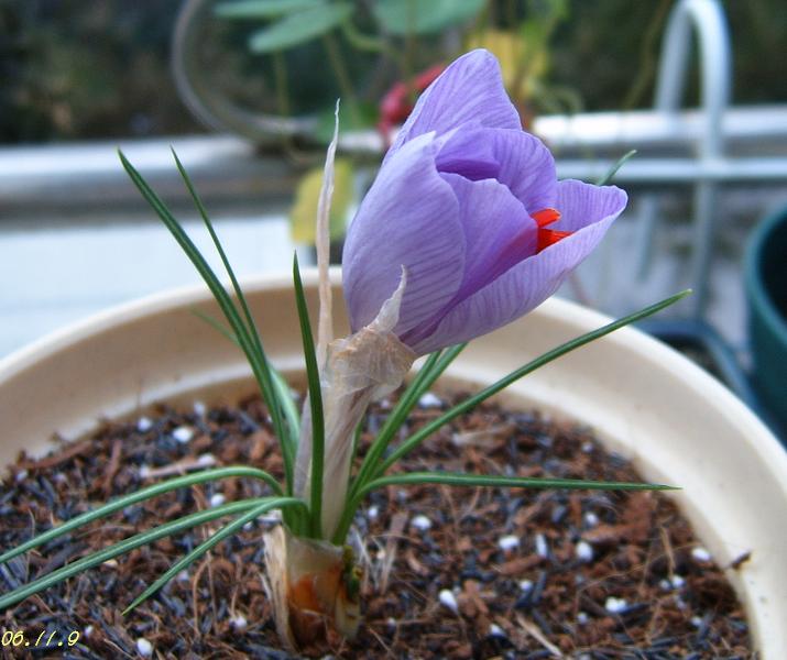 [��ͼ]���ǵ���������뿪�Ĳغ컨P10