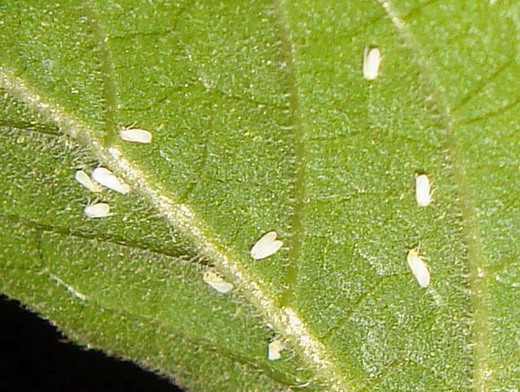 ��������ɱ�׷�ʭ��ҩ