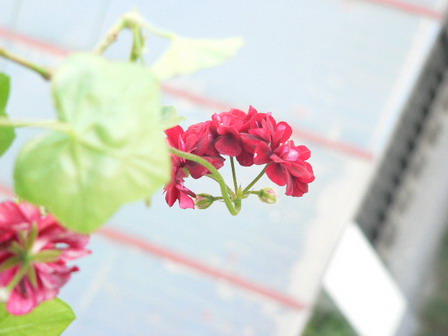 [ԭ��]�ҵĻ���