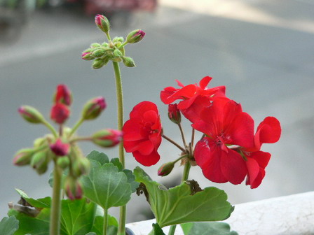 [ԭ��]�ҵĻ���