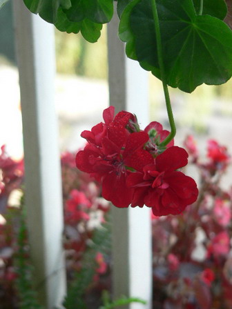 [ԭ��]�ҵĻ���