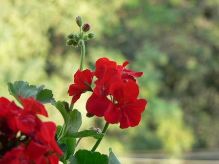 [ԭ��]�ҵĻ���