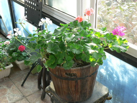 [ԭ��]�ҵĻ���