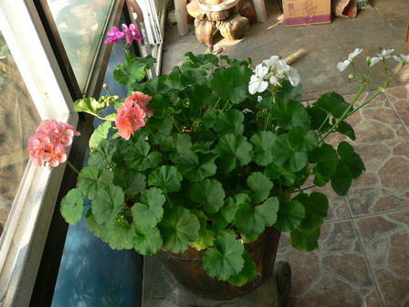 [ԭ��]�ҵĻ���