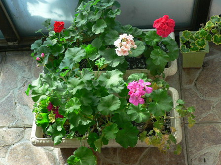 [ԭ��]�ҵĻ���