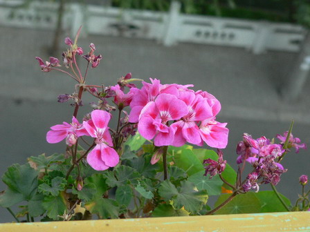 [ԭ��]�ҵĻ���