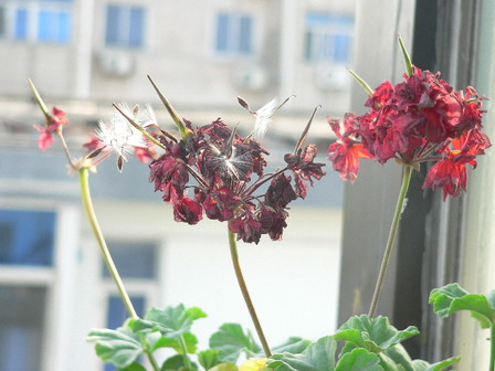 [ԭ��]�ҵĻ���