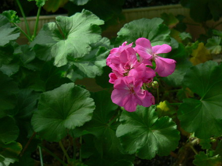 [ԭ��]�ҵĻ���