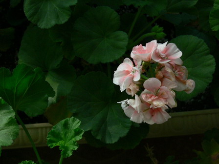 [ԭ��]�ҵĻ���