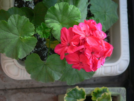 [ԭ��]�ҵĻ���