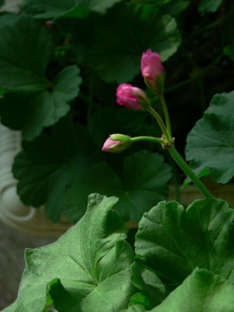 [ԭ��]�ҵĻ���