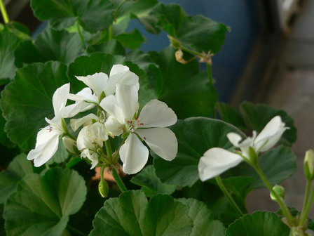 [ԭ��]�ҵĻ���