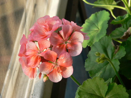 [ԭ��]�ҵĻ���