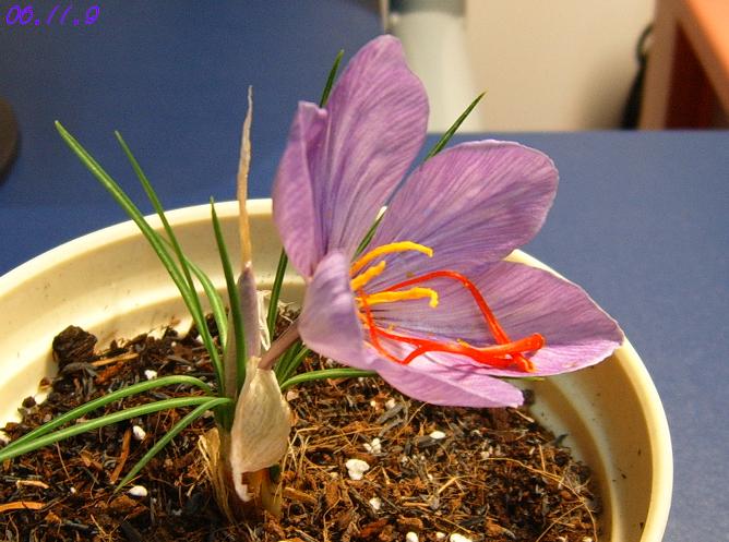 [��ͼ]���ǵ���������뿪�Ĳغ컨P10