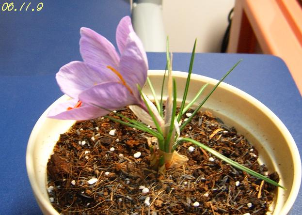 [��ͼ]���ǵ���������뿪�Ĳغ컨P10