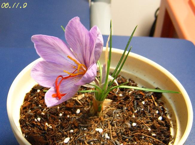 [��ͼ]���ǵ���������뿪�Ĳغ컨P10