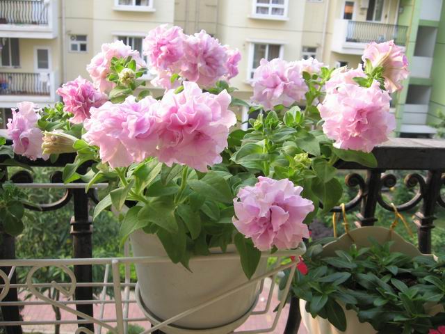 ţ���ܡ�����ţ�ࣨ�������ͼ��