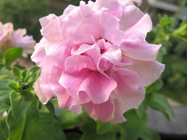 ţ���ܡ�����ţ�ࣨ�������ͼ��