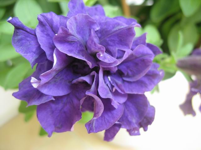 ţ���ܡ�����ţ�ࣨ�������ͼ��