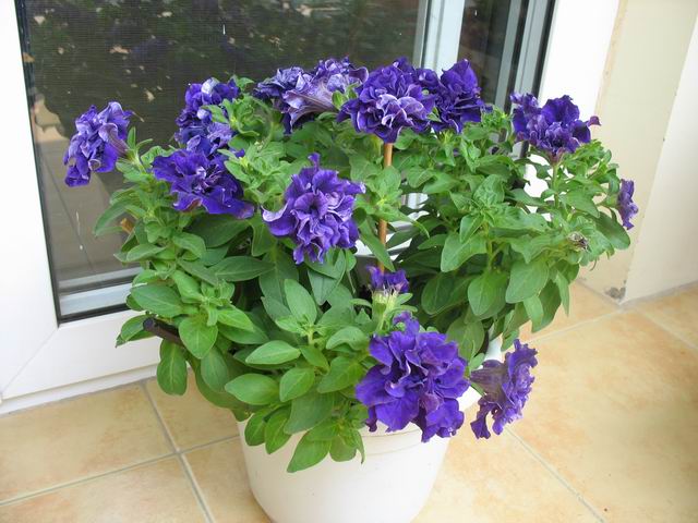 ţ���ܡ�����ţ�ࣨ�������ͼ��