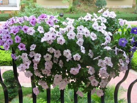 ţ����~~��ţ��(�������ͼ)