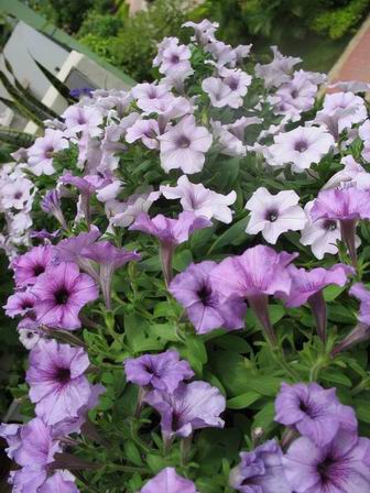 ţ����~~��ţ��(�������ͼ)