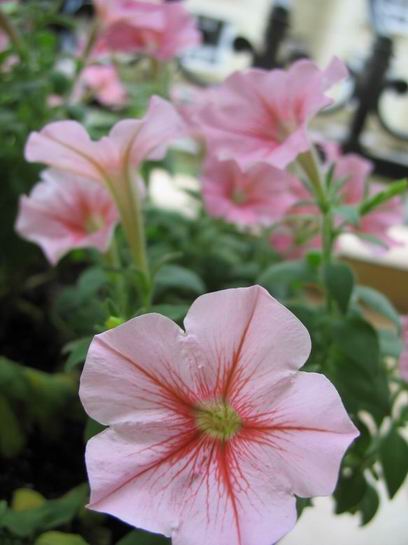 ţ����~~��ţ��(�������ͼ)