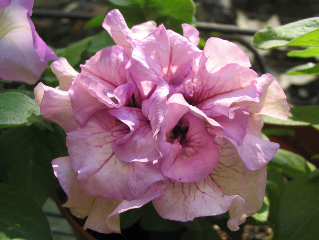 ţ���ܡ�����ţ�ࣨ�������ͼ��