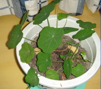 �ҵĺ�������С���ˣ�