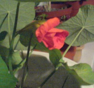 �ҵĺ�������С���ˣ�