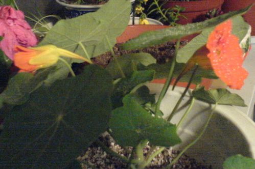 �ҵĺ�������С���ˣ�