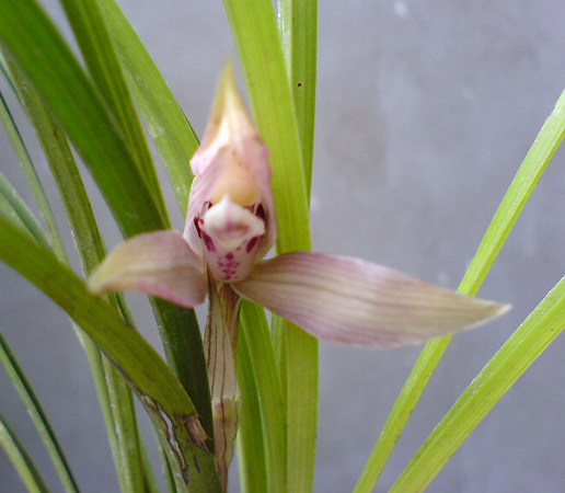 [����]06������԰