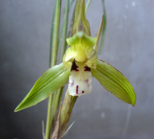 [����]06������԰